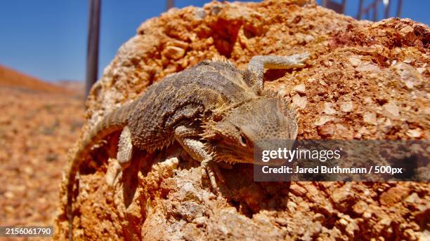 close-up of lizard on rock,australia - lizard stock pictures, royalty-free photos & images