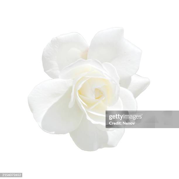 white rose isolated on white background - white flower stock pictures, royalty-free photos & images