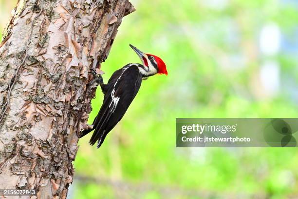 pileated woodpecker - woodpecker stock pictures, royalty-free photos & images