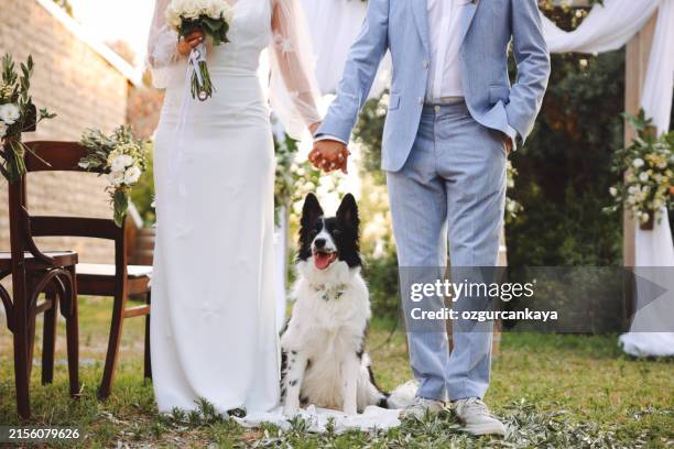 bride and groom wedding with dog - hochzeit stock-fotos und bilder