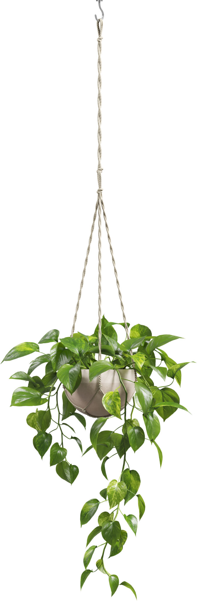 macrame plant