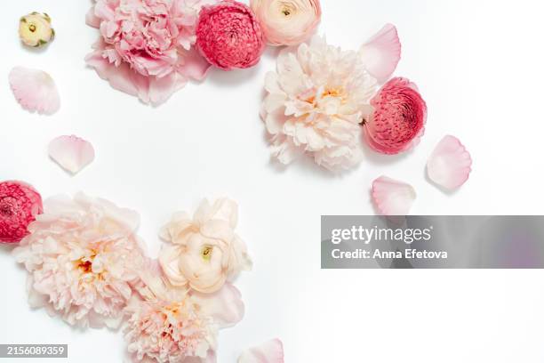 gentle pink peonies and ranunculus on white background. beautiful backdrop for your design with copy space - ranunculus stock pictures, royalty-free photos & images