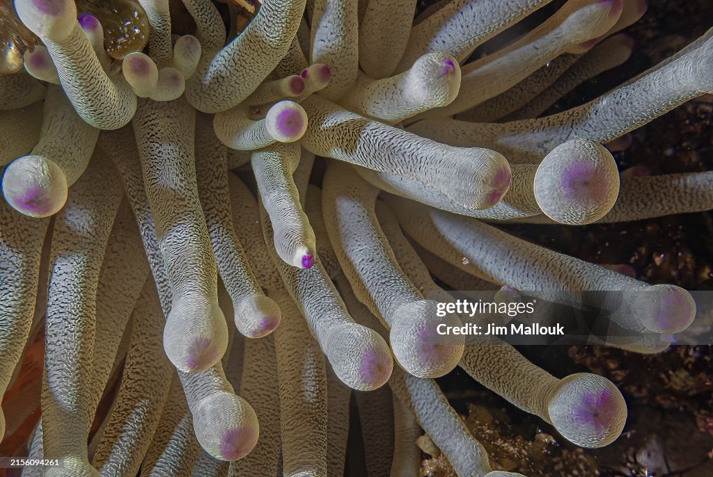 Sea Anemone Closeup
