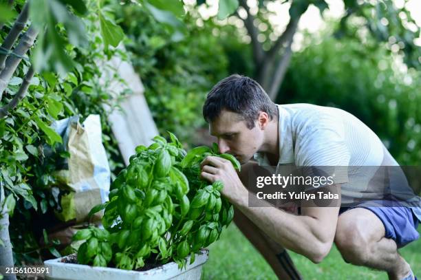 man harvest basil. - farm worker stock pictures, royalty-free photos & images