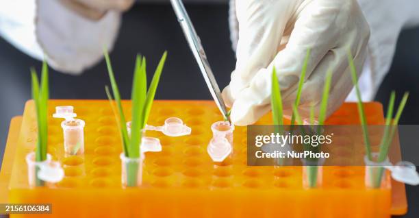 Lab Growing Rice 1,203 Agricultural Laboratory Stock Photos, High-Res Pictures, and ...
