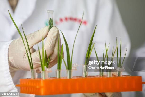 Lab Growing Rice 1,203 Agricultural Laboratory Stock Photos, High-Res Pictures, and ...