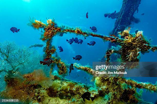 iro maru wwii shipwreck - naufragio fotografías e imágenes de stock