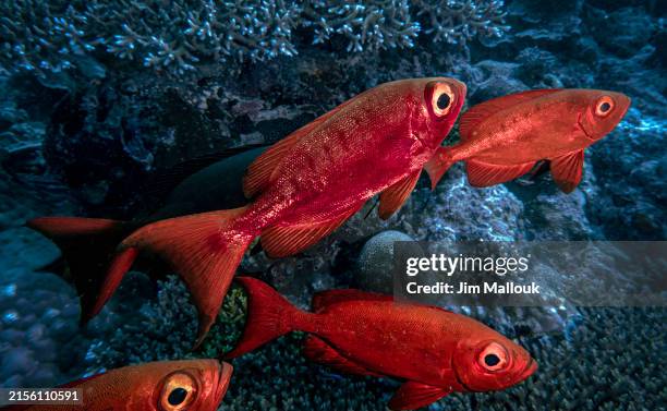school of scarlett soldierfish on a pacific reef - palau stock pictures, royalty-free photos & images