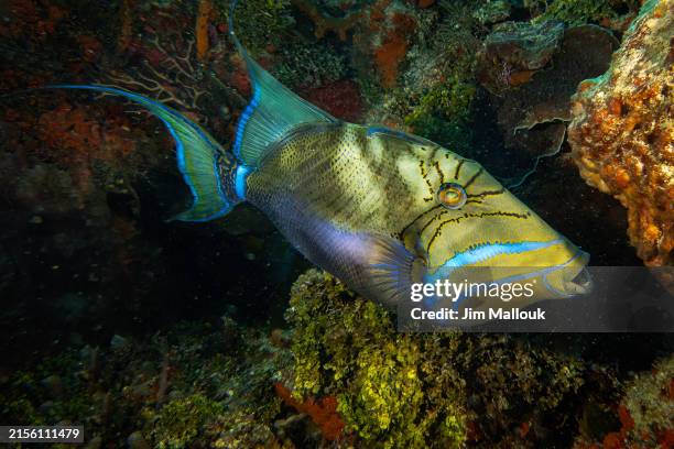 triggerfish swimming on reef - queen triggerfish stock pictures, royalty-free photos & images