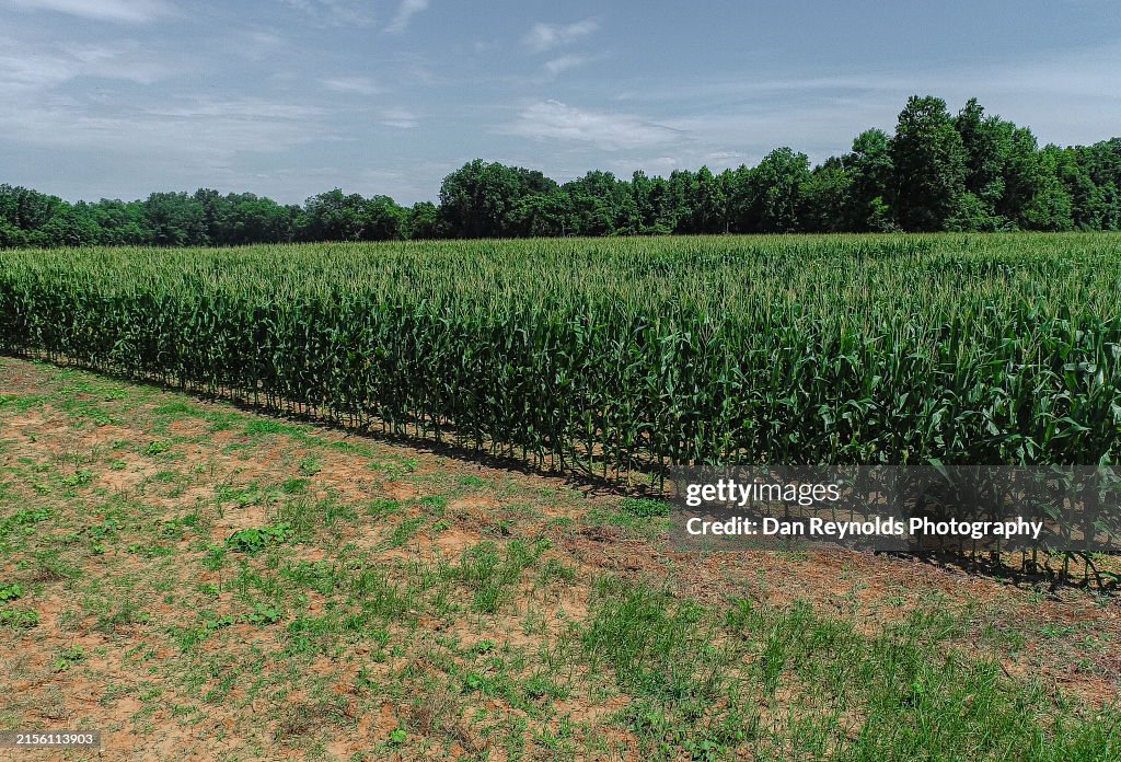 Farmland -Agriculture-Drone View