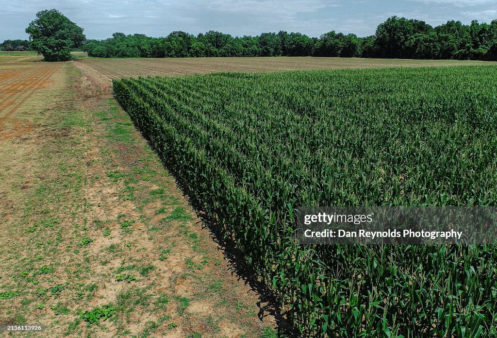 Farmland -Agriculture-Drone View