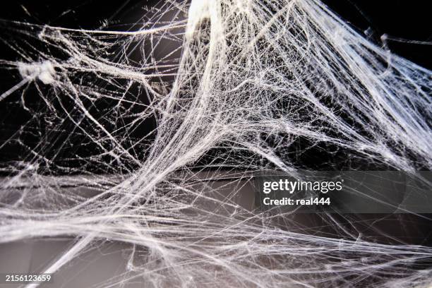 cobweb - spider web corner stock pictures, royalty-free photos & images