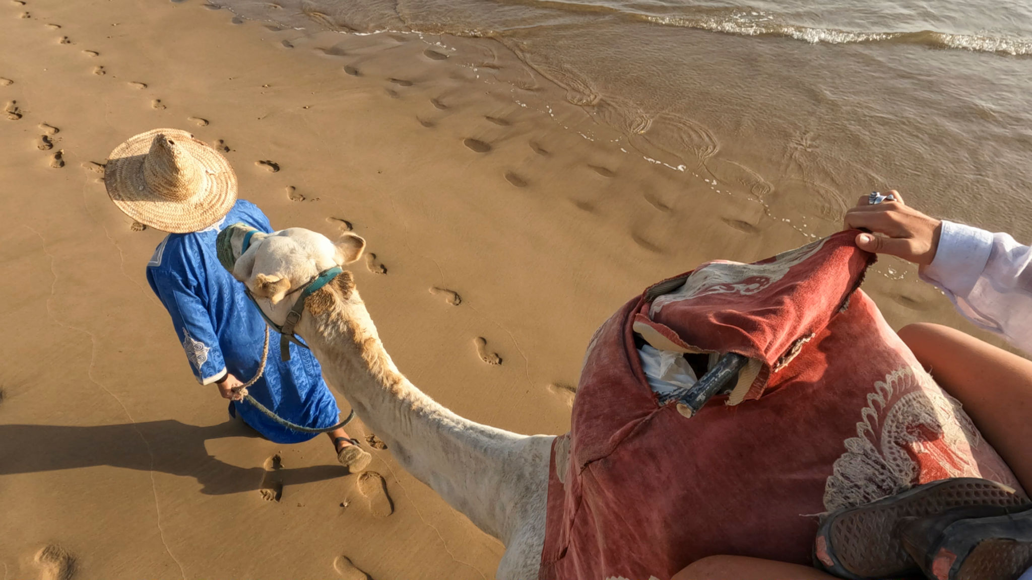 sandboarding camel riding