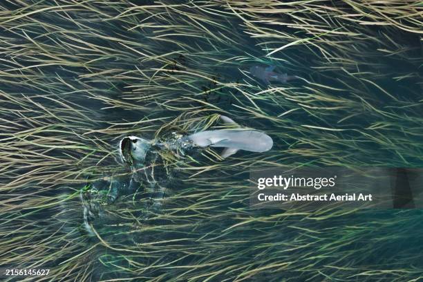 Shark Swimming Over Reeds In The Ord River Shot From A Drone shark-swimming-over-reeds-in-the-ord-river-shot-from-a-drone
