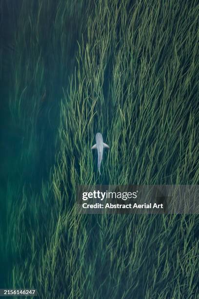 top-down drone shot showing a bull shark swimming in the reeds of the ord river, kununurra, the kimberley, western australia, australia - shark top view stock pictures, royalty-free photos & images