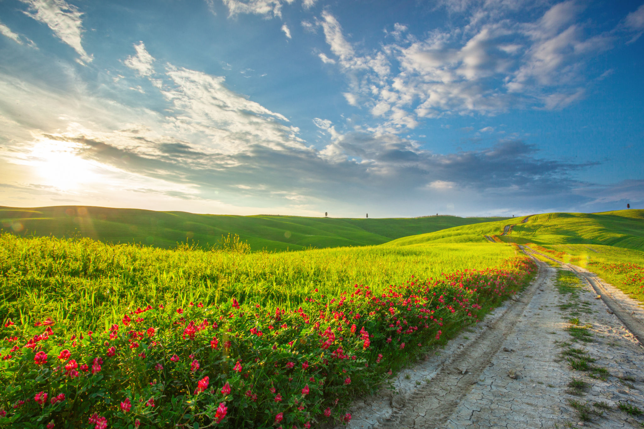 italian countryside flowers