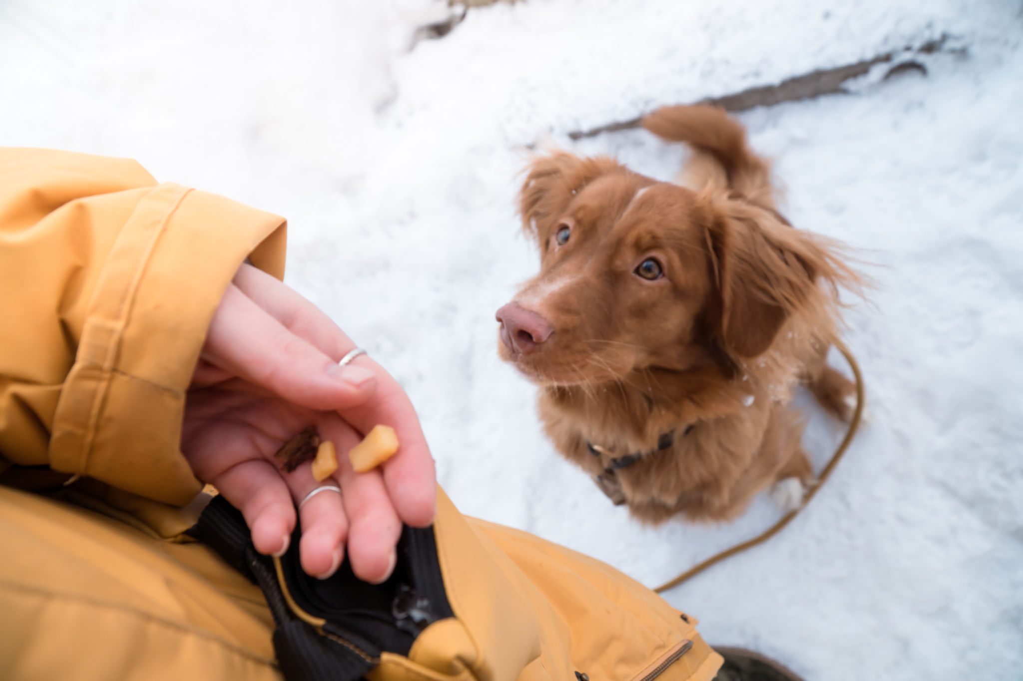 dog training treats