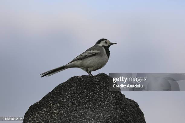 View of a white wagtail that lives at a wetland along with more than 110 more bird species in the mountainous regions of Igdir, Turkiye on June 9,...