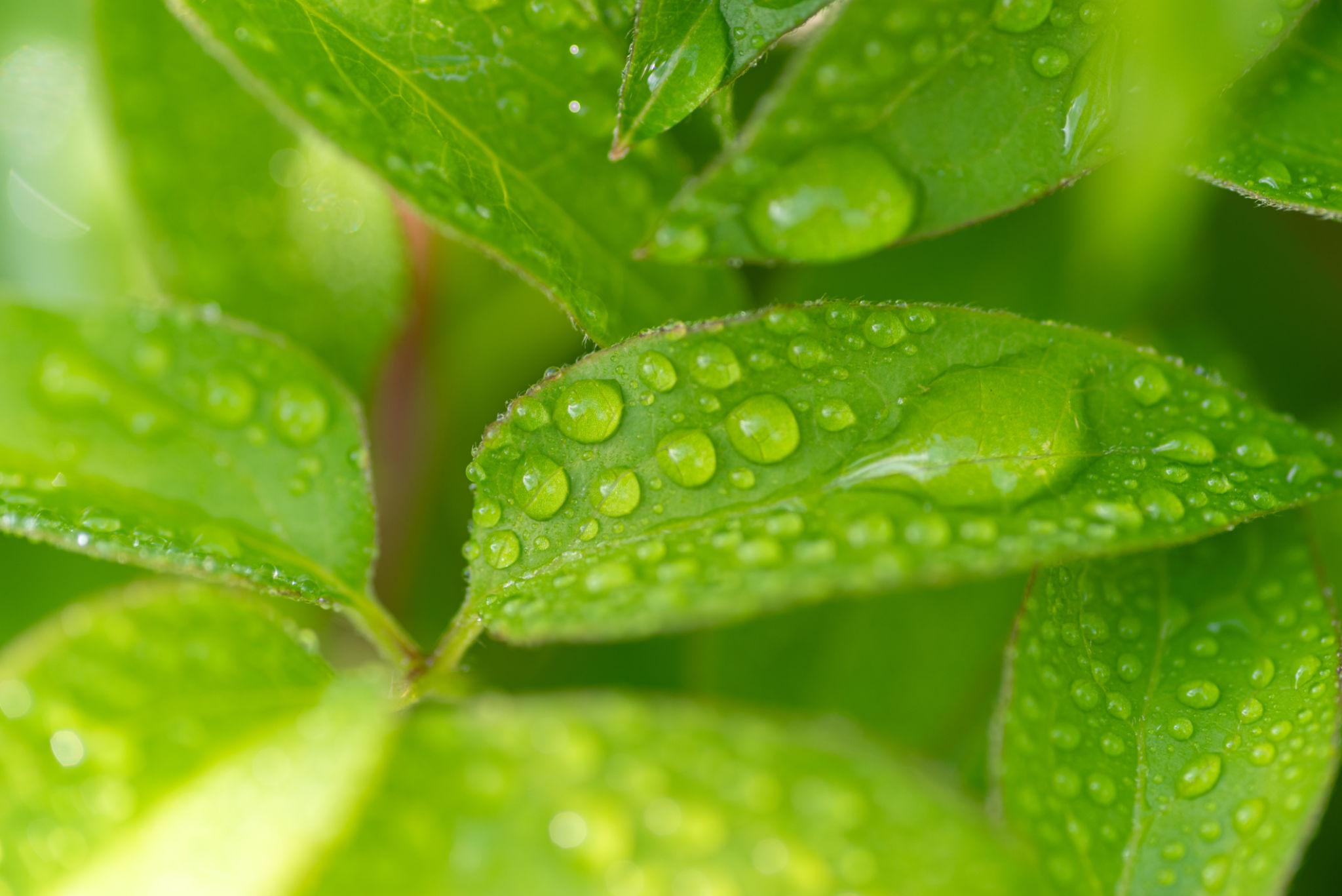 rainy season