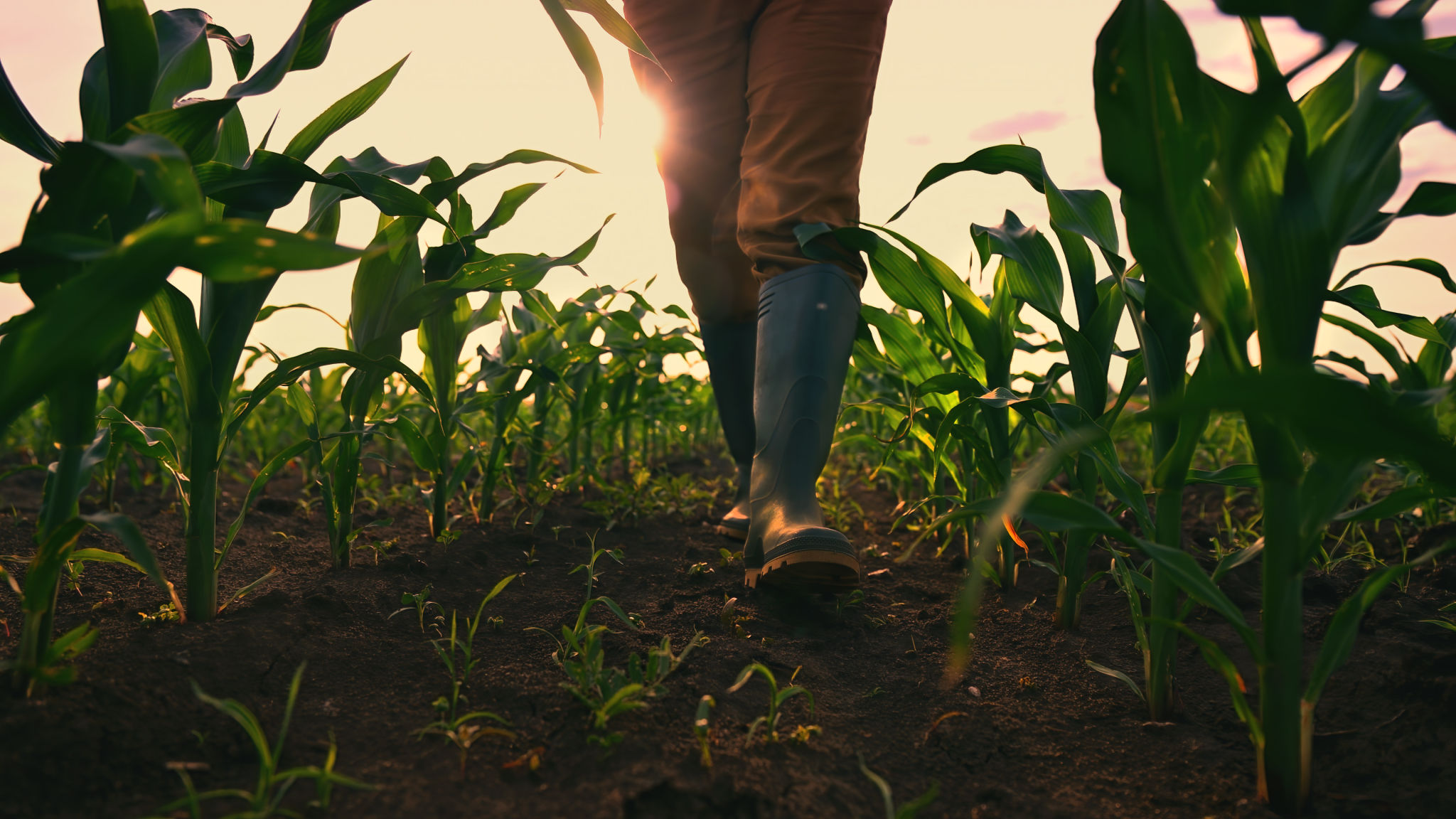 farmer working