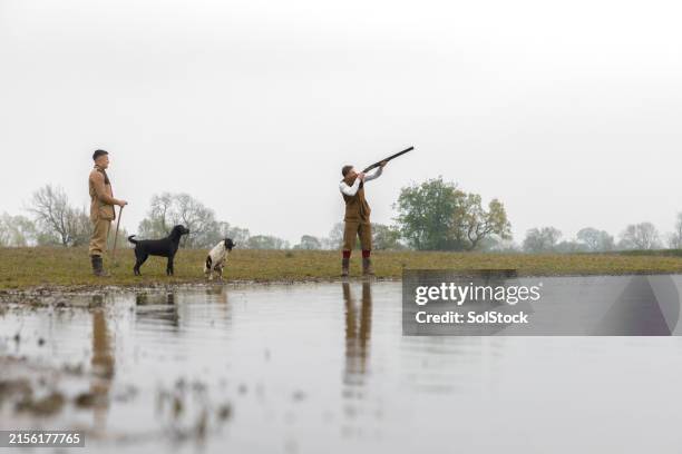 hunting for animals at a pond - jachthond-rashond stockfoto's en -beelden