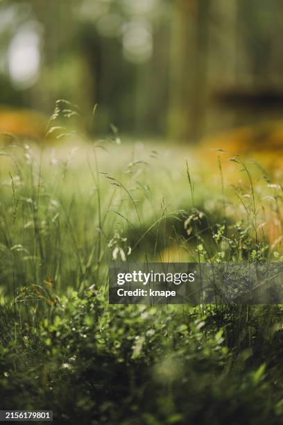 wild grass in nature detail - glade stock pictures, royalty-free photos & images