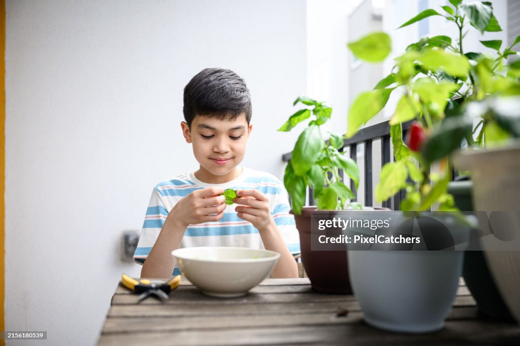 誇り高き少年が料理用のハーブを摘むバジルの葉を検査