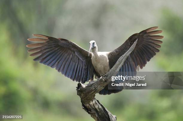 Hade Da 112 Hadeda Stock Photos, High-Res Pictures, and Images - Getty Images