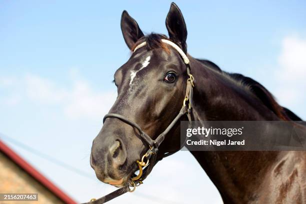 horse at yearling sale. - étalon photos et images de collection