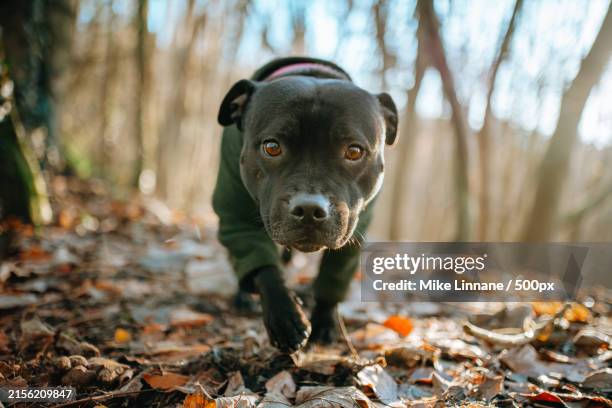 close-up portrait of puppy - staffordshire bull terrier stock pictures, royalty-free photos & images