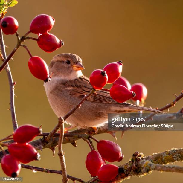 close-up of birds perching on tree - rose hip stock pictures, royalty-free photos & images