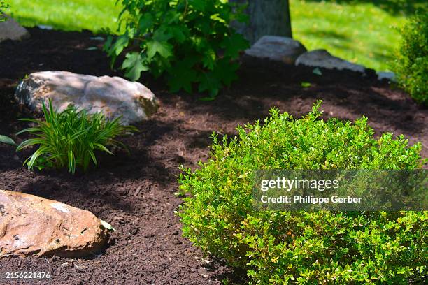 landscaped yard - mulch stock pictures, royalty-free photos & images