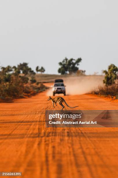 kangaroo hopping across an orange coloured dirt road with a 4x4 approaching in the background, the kimberley, western australia, australia - australien stock-fotos und bilder