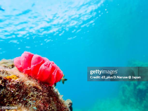 Dancer Fish 12 Spanish Dancer Fish Stock Photos, High-Res Pictures, and Images ...