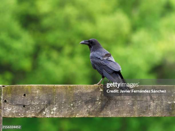 a crow perched on a wooden fence. corvus corax. - dead crow stock pictures, royalty-free photos & images