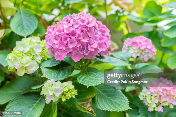 flowers are abundant in hydrangea flower beds in gardens. - hydrangea border stockfoto's en -beelden