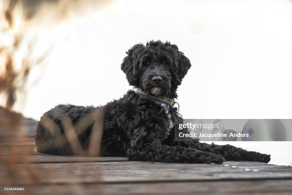 A young black and white Portuguese Water Dog lies on a wooden boardwalk by the lake and looks into the camera