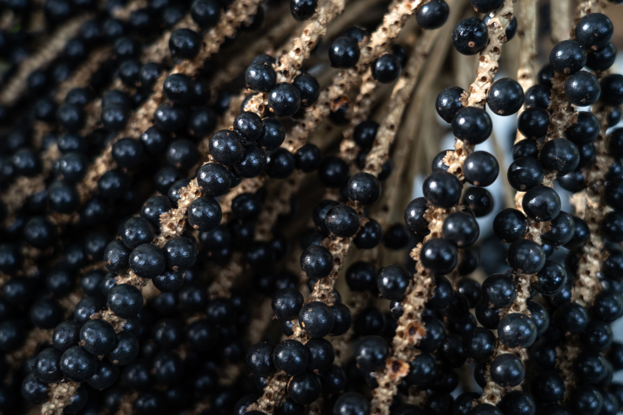 acai berries