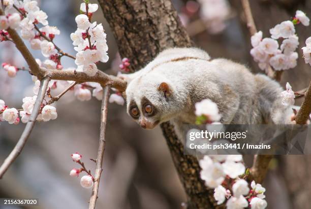 flowers and sloth monkeys - loris stock pictures, royalty-free photos & images