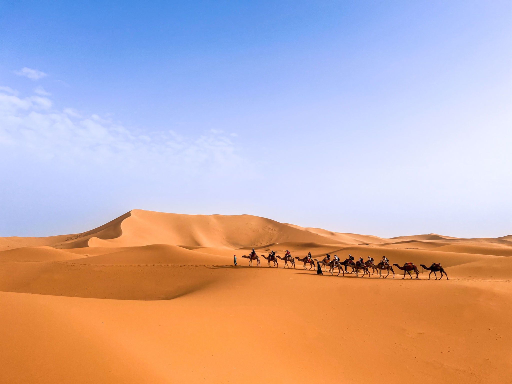camel desert
