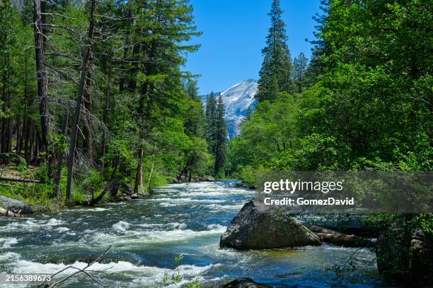 rio merced de yosemite com árvores de madeira de cachorro florescentes - rio merced - fotografias e filmes do acervo