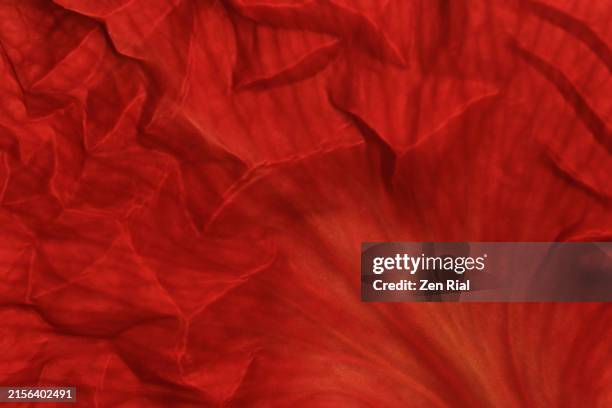 natural crinkled texture on a petal of a royal poinciana flower - petal texture stock pictures, royalty-free photos & images