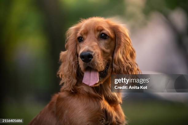 portrait of a cocker spaniel dog - spaniel stock pictures, royalty-free photos & images