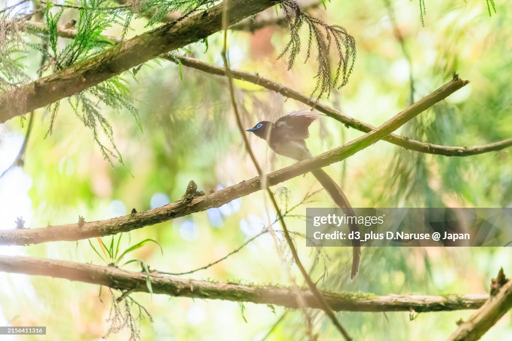 A Beautiful Japanese Paradise Flycatcher With A Long Tail Flycatching ...