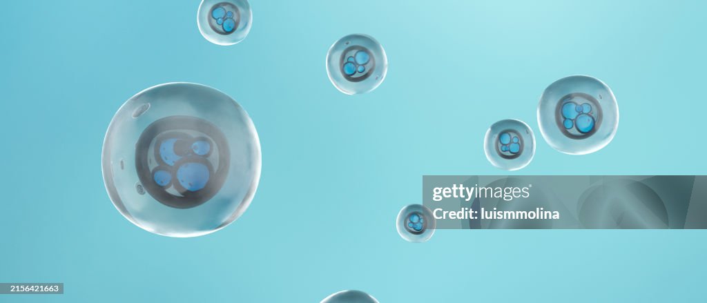 Zygote Cell Division