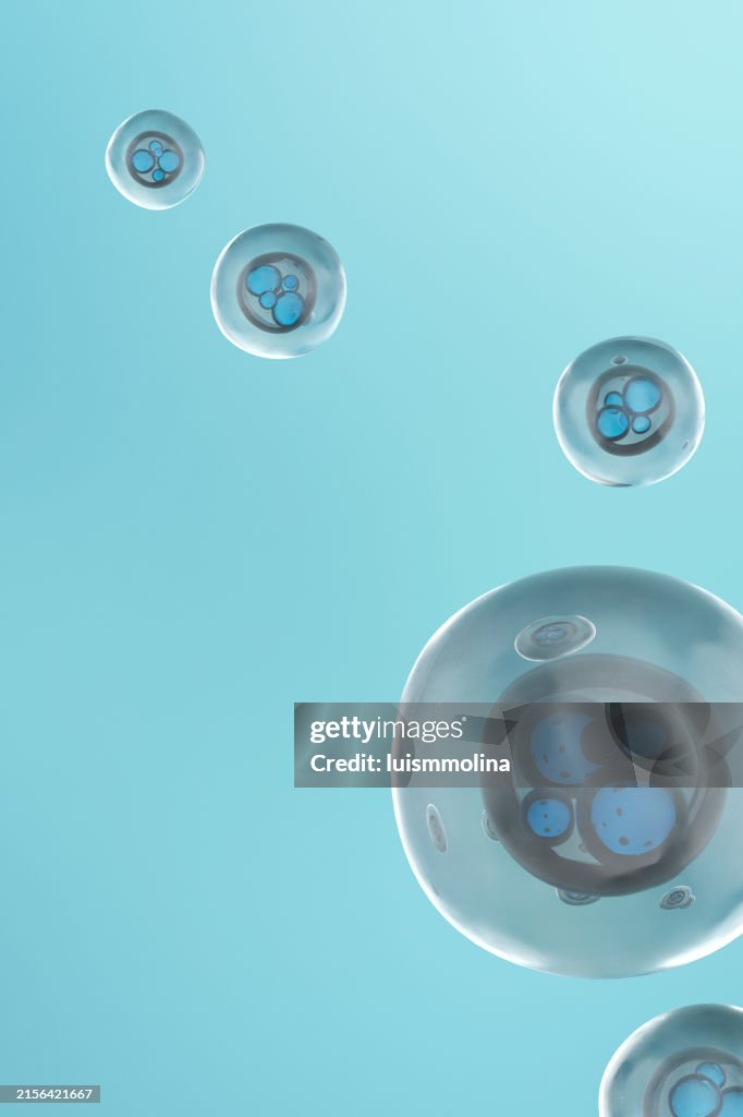 Zygote Cell Division