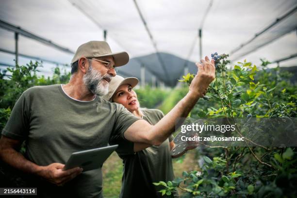 betriebsleiter im gespräch mit einem landwirt über die landwirtschaft, die blaubeeren erntet - agronom stock-fotos und bilder