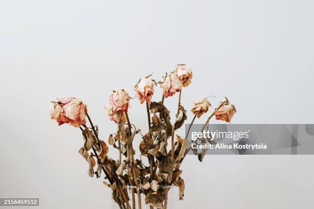 bouquet of withered roses on white background - decay stock pictures, royalty-free photos & images