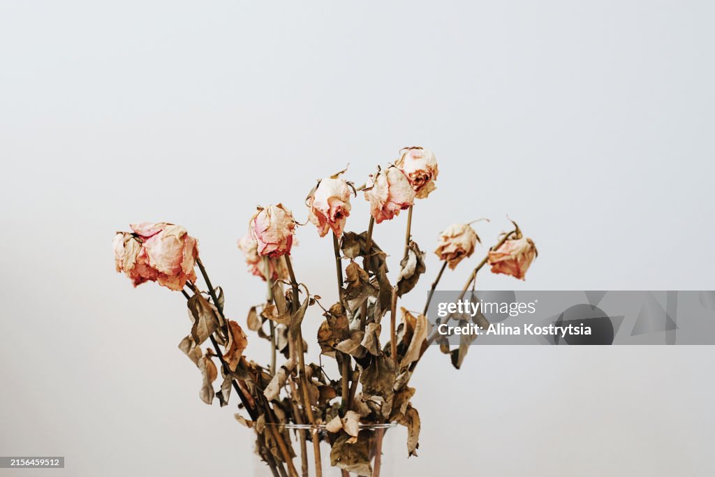 Bouquet of withered roses on white background