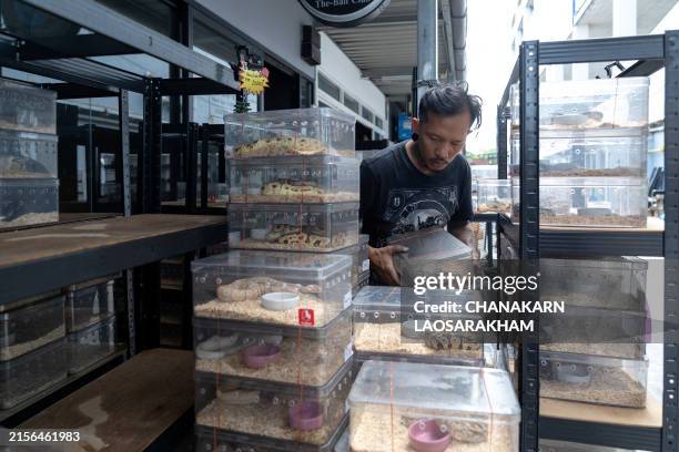 Snake. Shop 2,435 Snakes In Thailand Stock Photos, High-Res Pictures, and Images ...